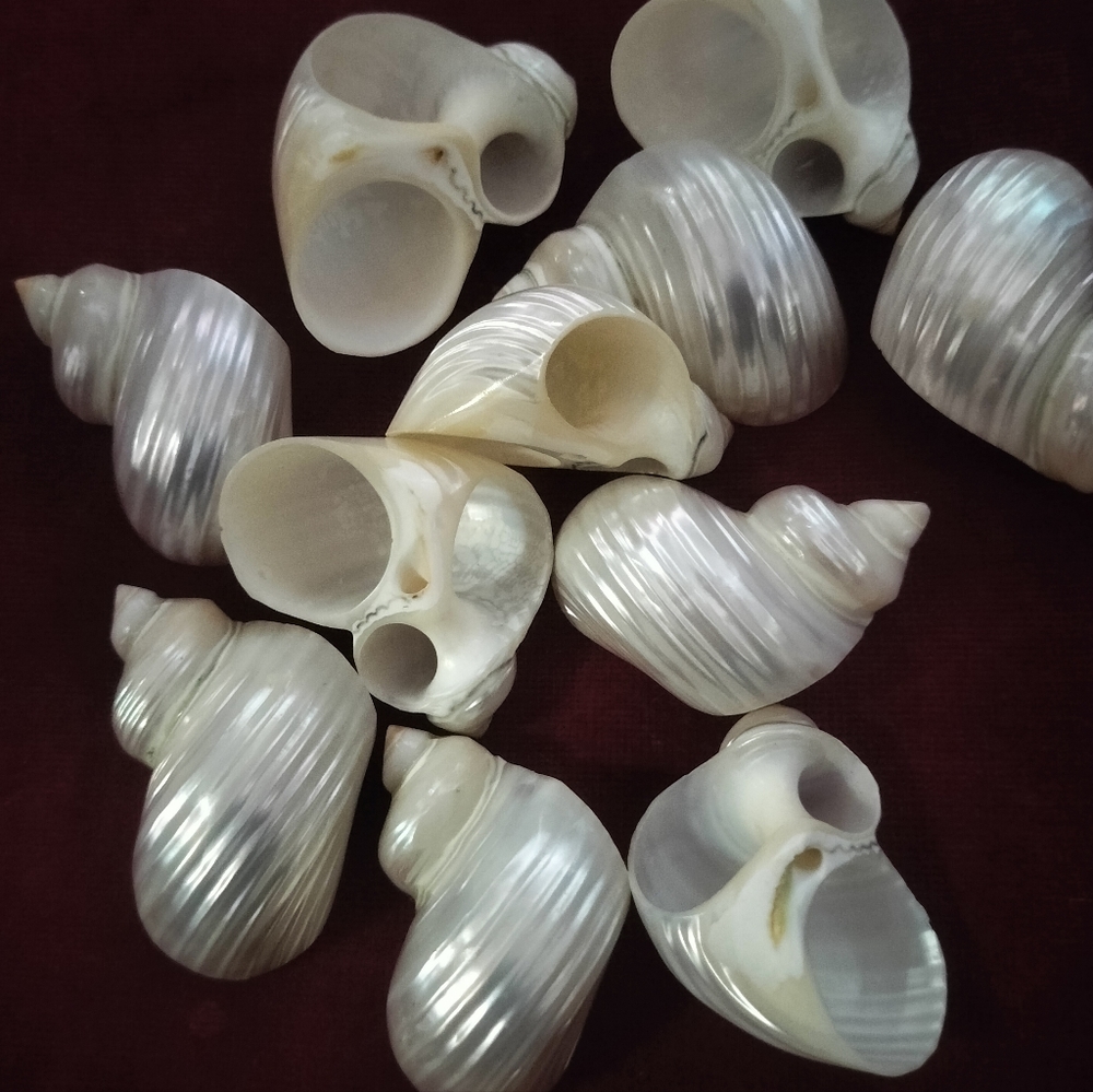 Vintage Seashell Napkin Holders